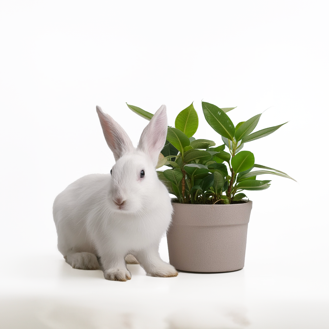 Vegano y cruelty free