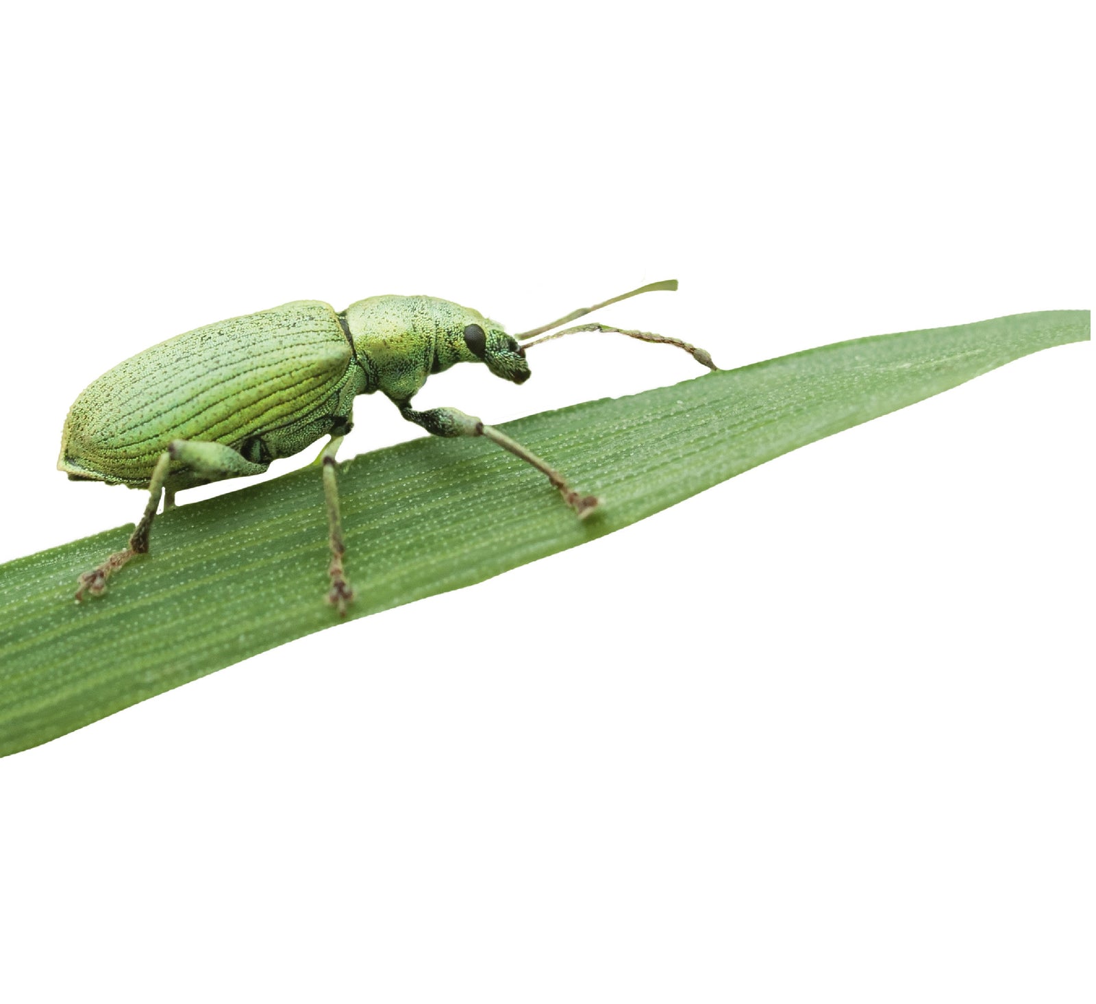 Tip de Insecticida casero